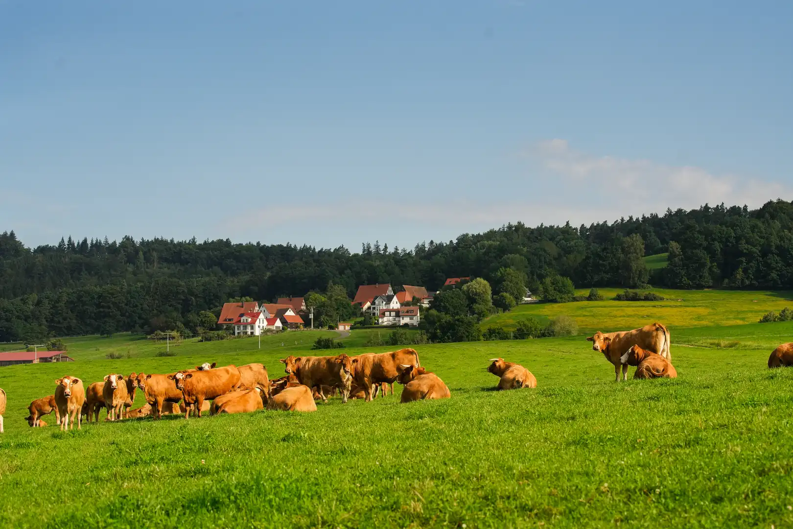 Unsere Rinder auf der Wiese